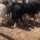 جدعات نجد عدد 7