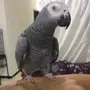 ببغاء كاسكو 