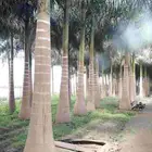 نخل ملوكي فاخر جده