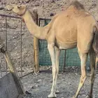 بكره لقحه للبيع