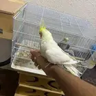 زوج كروان اليف