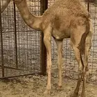 قعود طيب تم البيع
