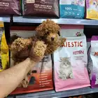 كلب توي بودل toy poodle شوكلت للبيع