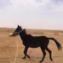 مهر شعبي للبيع 