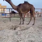 مفروده مجهم نادره