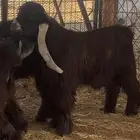 4 تيوس طيبات عوارض