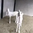 جفره و جفر صنف برص
