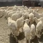 غنم حريه 17تحته9وحده متاوم