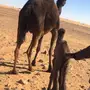 8 نياق للبيع 