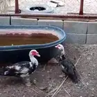 بط مصري للبيع
