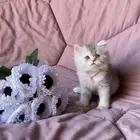 قطه بيرشن