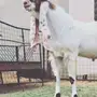 مشروع فحل كايف على عز 