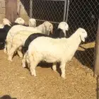 طليان نجد طيبه