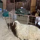 خروف انعيمي بلدي جذع مرابي مزارع