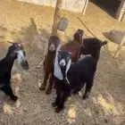 تيوس للبيع