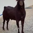 تيس جنوبي للبيع جرم طيب وفاخر