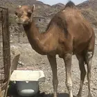 بكره لقحه حمر طيبه تم البيع