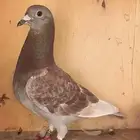 ذكر زاجل سباق