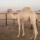 دخنه