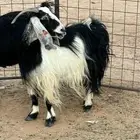 عنز مقنوي طيبه