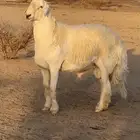 ثني صنف مشروط