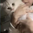 ثلاث قطط اناث للبيع لرغبتهم للتزاوج