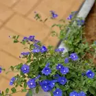 تنسيق حدائق