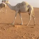 للبيع قعود جده الحاكم وعلى جميع الشروط