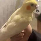 طير مفقود حي بدر