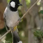 ذكر بلبل عراقي هدد خارجي مغرد