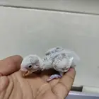 فروخ روز