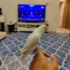 روز اليفه وهدد