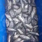 شبار بلطي اخضر