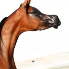 نقل خيل