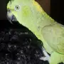 عرض مكرر..يلوناب