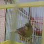 ذكر كناري جولستر تغريد روعه
