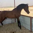 حصان عربي واهو