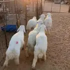 للبيع الذبايح
