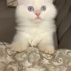 قطة شيرازية هيمالايا جميلة للبيع