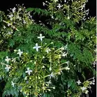 شتلات الملنجتونيا