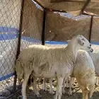 ضان
