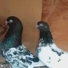 ثلاثه أجواز حمام أساسات ويوجد ثلاثه محاكر نظيفه جدا