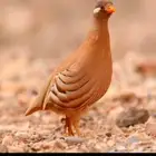 حجل بري