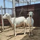 شياه سرحة جبال وحليب رفيدية ومشروطة