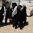 جفار عوارض طيبة