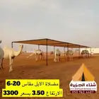 لبيع مضلاات الابل يتوفر جميع المقاسات على حسب طلب العميل