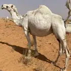 لقحه وضحا