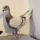 (تم البيع )هومرذكر وفرده