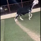 فحل مشروط نجدي