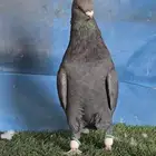 جوز بوز اسود بطل